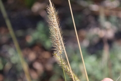 Setaria leucopila
