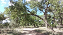Populus deltoides wislizenii