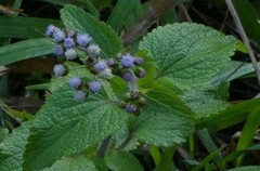 Ageratum houstonianum