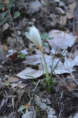 Crocus boryi