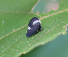 Membracis