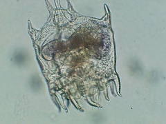 Plationus patulus