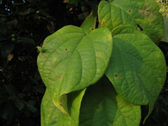 Aspidopterys cordata