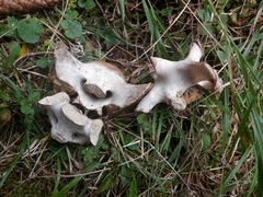 Cervus elaphus