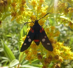 Zygaena ephialtes