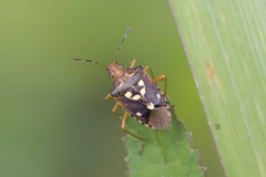 Oebalus
