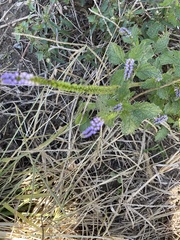 Verbena hastata