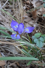 Iris unguicularis