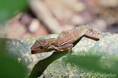 Anolis osa