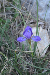 Iris unguicularis