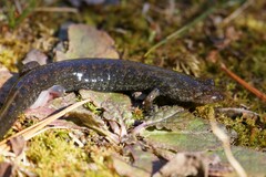 Desmognathus kanawha