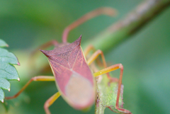 Gonocerus insidiator
