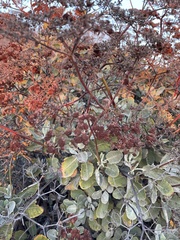 Eriogonum giganteum