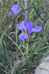 Iris unguicularis