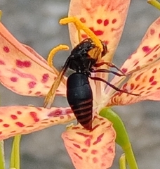 Rhynchium haemorrhoidale