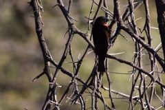 Chalcomitra senegalensis