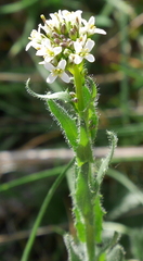 Arabis hirsuta