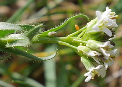 Arabis hirsuta