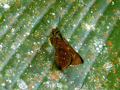 Pithauria marsena