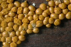 Oligonema persimile