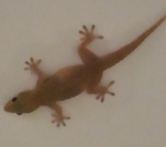 Hemidactylus mabouia