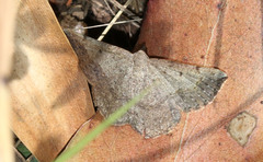 Taxeotis perlinearia