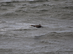 Phalacrocorax carbo carbo