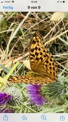 Argynnis