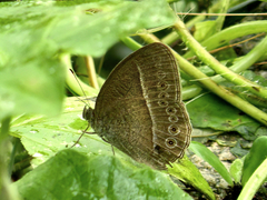 Mycalesis janardana