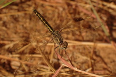 Brachythemis impartita