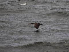 Phalacrocorax carbo carbo