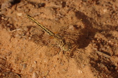 Brachythemis impartita