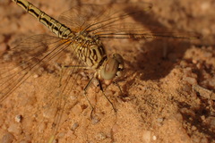 Brachythemis impartita