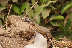 Trachylepis quinquetaeniata