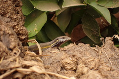 Trachylepis quinquetaeniata