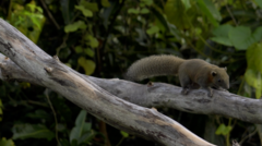 Callosciurus caniceps