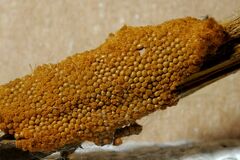 Oligonema persimile