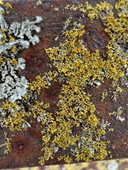 Xanthomendoza weberi