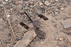 Brachythemis impartita