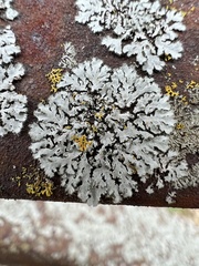 Phaeophyscia hirsuta