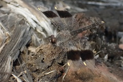 Brachythemis impartita