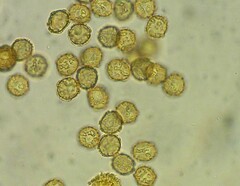 Oligonema persimile