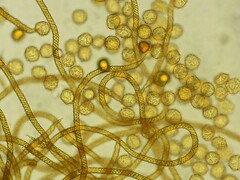 Oligonema persimile