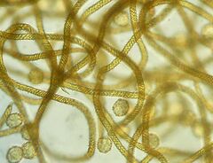 Oligonema persimile