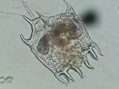 Plationus patulus