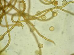 Oligonema persimile