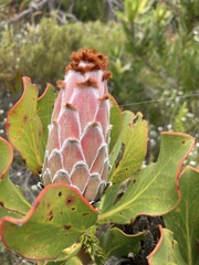 Protea speciosa