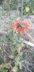 Leonotis
