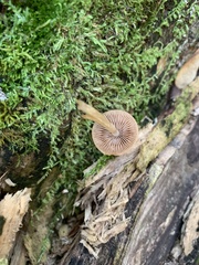Conocybe tenera