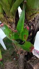 Neoregelia johannis, photograph (c) Carlos Otávio Gussoni, some rights reserved (CC BY)